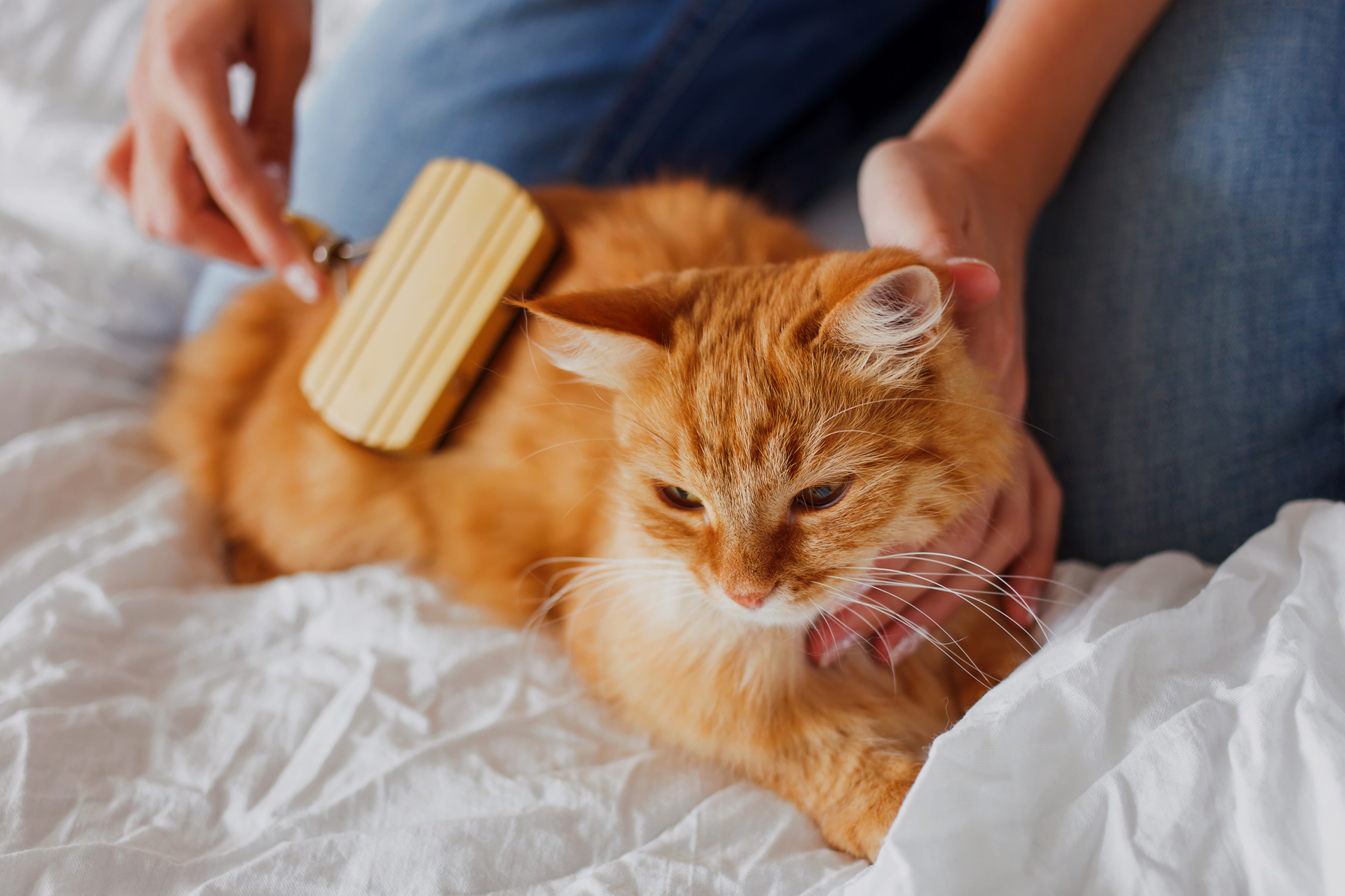 how to get my sick cat to eat